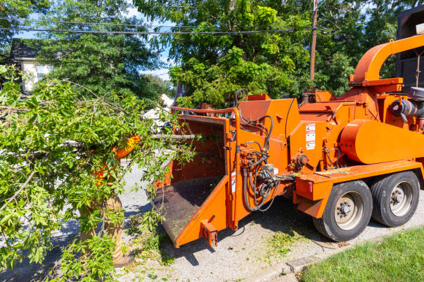 Best Professional Tree Care  in Glenwood, GA